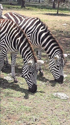 Animales Salvajes de Africa.