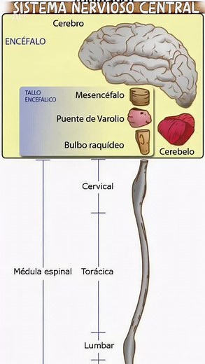 Explorando el Sistema Nervioso Central y su Función