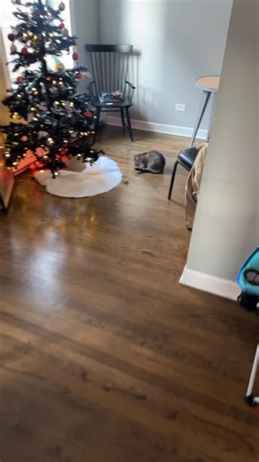 Ciego on Instagram: "When the Christmas spirits bring some nice for ya kitty🤣🤣🤣🤣🤣 #toughluck #tomandjerry #life #ynvciego #miceandcats"