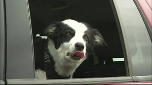 Meet Piper, a seven-year-old border collie, who puts in 40-hour work weeks at Cherry Capital Airport in Michigan. http://nbcnews.to/1P3vs9X | NBC News