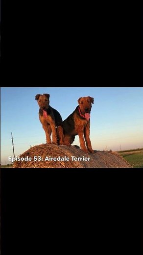 These Dogs Don't Quit | Airedales