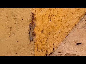 Colony Of Ants Carry Lizard Up A Wall