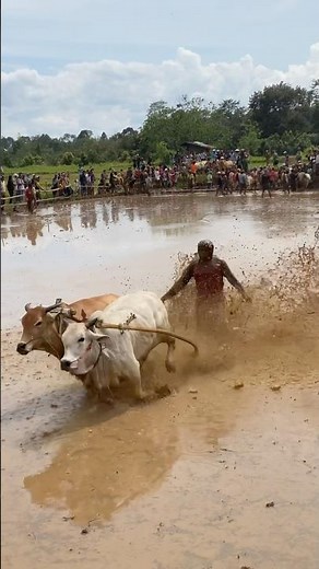 Pacu Jawi (Cow Race) Minangkabau Culture #cowrace #pacujawi #culture