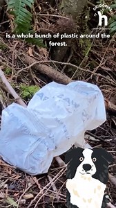 Do you see dog poop bags on your walks? 💩 While many well-intended people leave bagged poop on the side of the trail thinking they'll pick it up on the way back, things happen: they take another trail home, they get distracted, or they simply forget. Here's what I do with Pax's poop: If he goes off-trail, I leave the poop to feed the forest. If he goes on-trail, I pick it up, bag it, and take the poop with me. Let's leave the plastic out of our beautiful forests! What do you think? I'd love to 