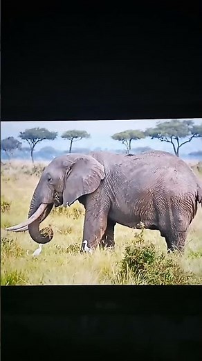 African Elephant Trumpeting Sound Effects