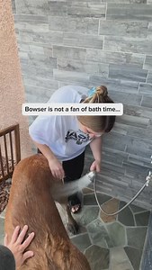 32K views · 1.8K reactions | Bowser gets a bath! He loves to be squirted with the hose but he objects to soap! 藍 #bowserandbenny | Bowser The Giant Mastiff | Facebook