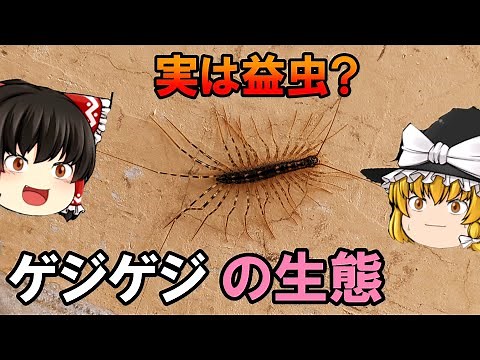 【ゆっくり解説】実は益虫だった？「ゲジゲジ」の生態
