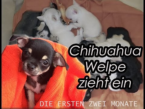 EIN CHIHUAHUA WELPE ZIEHT EIN | Abholung | die ersten 2 Monate