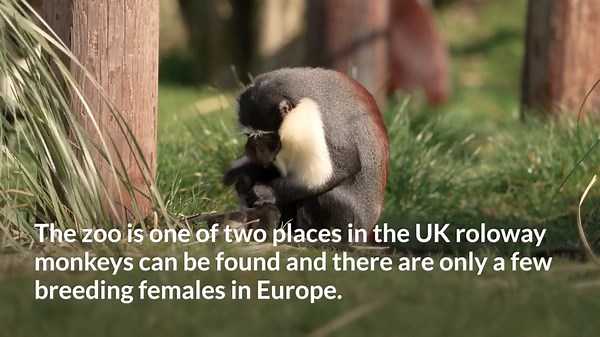 Critically endangered monkey gives birth after surgery saves her foot