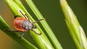 It's Tick Awareness Week. What to know about the diseases they carry, how to prevent bites