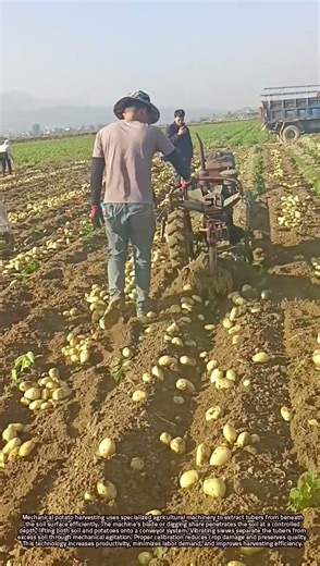 Scientific Principles of Mechanical Potato Harvesting Technology
