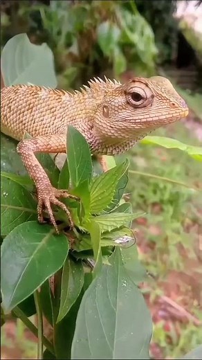 Oriental Garden Lizard 🦎 | Amazing Close-Up in Natural Habitat | Calotes versicolor