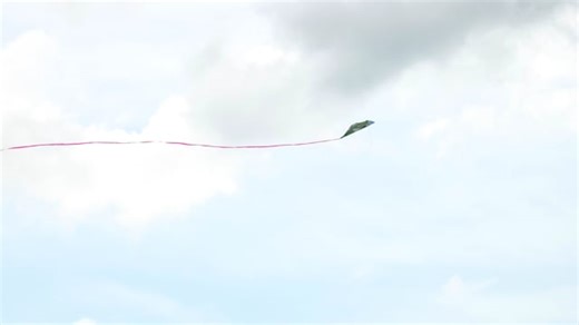 Butterfly, Wings, Flowers