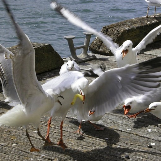 Lencioni's Five Dysfunctions of a Team - Mindtools