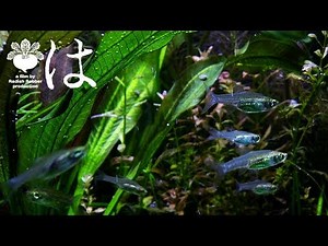 水草と小型熱帯魚,自然繁殖（ｱｸｱﾘｳﾑ）