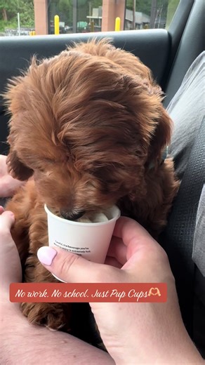 My first pup cup😋 @Starbucks | Pup Cup
