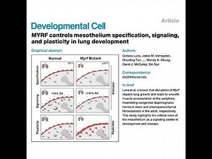 489-MYRF调控肺发育中内皮规范与可塑性研究