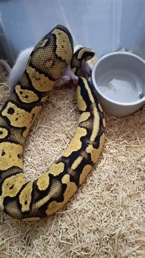Firefly Orange Dream Ball Python Eating Rat