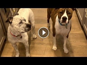 Dog becomes deaf pup's guide the moment he meets her #Video