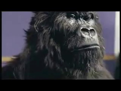 cadburys monkey playing drums advert