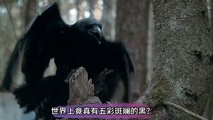 动物世界解说_动物世界解说_重新认识乌鸦，世界上竟真有五彩斑斓的黑？我们误解乌鸦了！