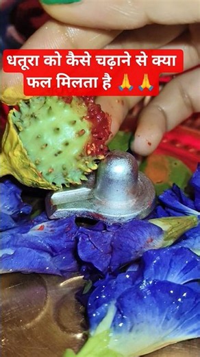 What are the benefits of offering Datura in different ways? 🙏🙏 #pradeepmishrajidhankeupay #mahade...