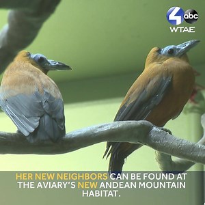 9.7K views · 77 reactions | 礪 WATCH: Check out the new bird species at the National Aviary, including a golden eagle! More: https://bit.ly/2QE85J9  | WTAE-TV Pittsburgh | Facebook