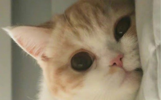 如何在python中运行Stanford Core NLP 保姆级教程！