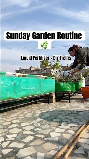 Sunday Garden Routine 🌿 | Liquid Feed + DIY Trellis! #gardening #youtubeshorts #terracegarden