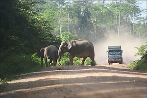 Compensation policy in the works to ease impact of human-wildlife conflict