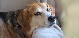 Dog Won’t Go Outside, 12 Reasons why