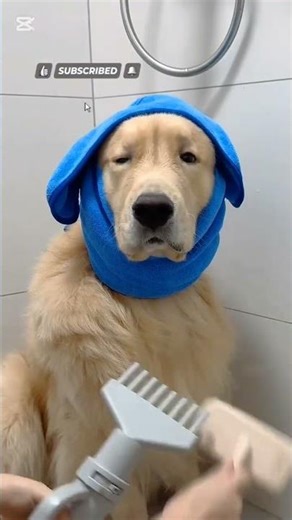 Best Home Remedy for Dog Dry Skin 🐕 #usa #funnypets #petshorts