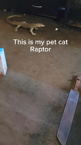 438K views · 9.6K reactions | My pet monitor lizard thinks he's a cat. #reptiles #monitorlizard #komodo #pets #raptor | Joey Josselson | Facebook