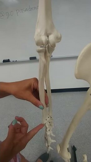 Skeletal System--Radius and Ulna