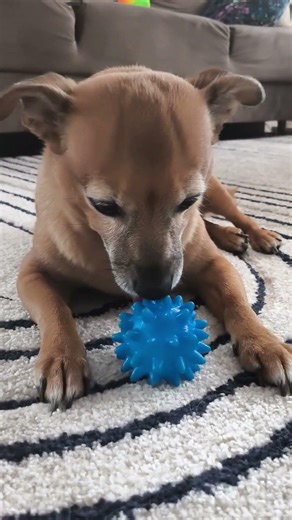 Chika is playing happily with her blue ball 🐕🐶🔵😁❤️