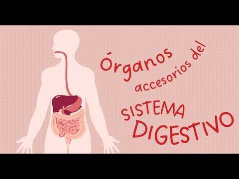 Hígado, Vesícula biliar y Páncreas