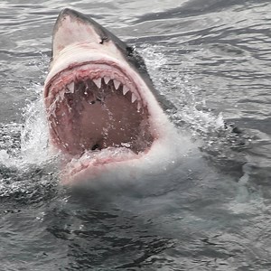 389K views · 779 reactions | A shark expert explains how to avoid a shark attack. | Insider Tech | Facebook