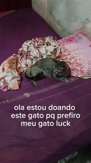 como tiraa !!!! #cat #memes