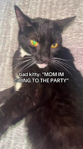 Bad Kitty: Mom's Bad Feeling About The Party