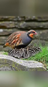 Red legged partridge family | Wildlife Planet