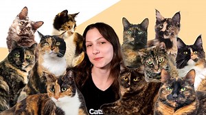 7 Facts About Tortoiseshell Cats #CatsOfEngineering