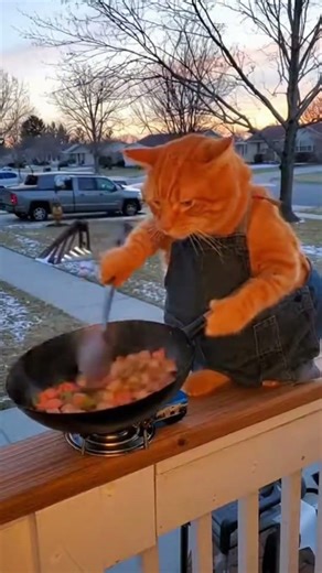 Cat cooking Chinese food 🍱😾 #catcooking