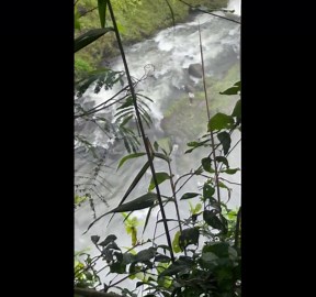 Puppy washed over 150ft waterfall is saved by hero local who swims through torrents