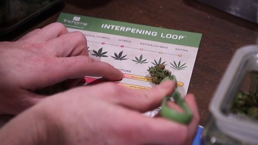 To know how cannabis will make you feel, interpret the terpenes