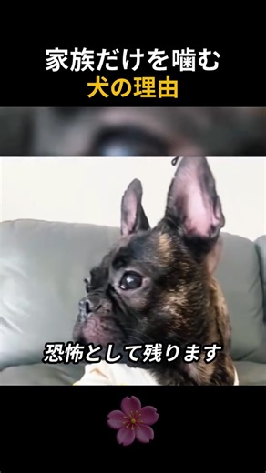 Reasons why dogs only bite family members