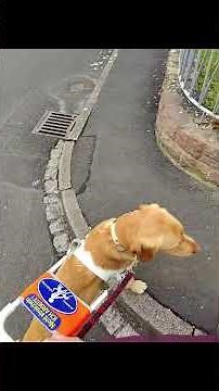 #blindenführhund #hund #assistenzhund #guidedog
