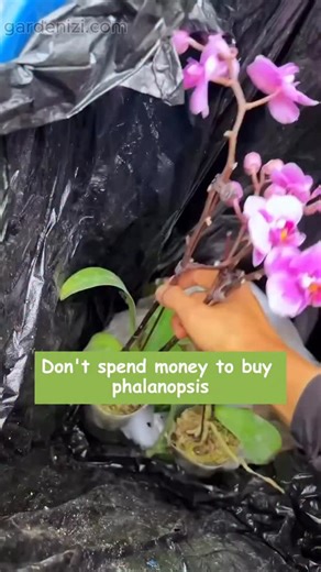 12K views · 405 reactions |  How to treat orchids with root rot? ...