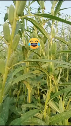 Hilarious Funny Video Clips to Brighten Your Day