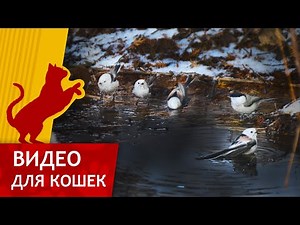 Cat Games - Birds in The Puddle (Video for Cats to watch) 4K 1 Hour