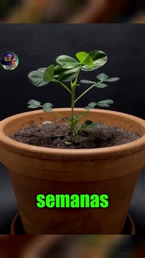 🥜🚜🌱 The strange growth process of the peanut #viral #curiosities